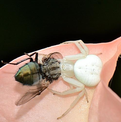 Calliphorini